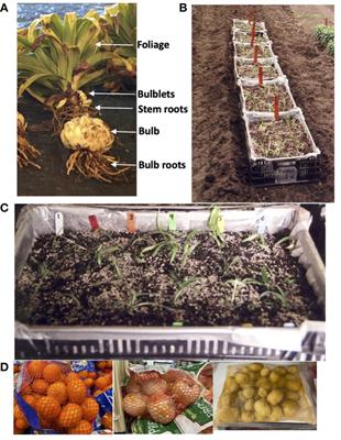 Field test of Easter lilies transformed with a rice cystatin gene for root lesion nematode resistance